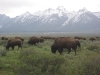 Yellowstone